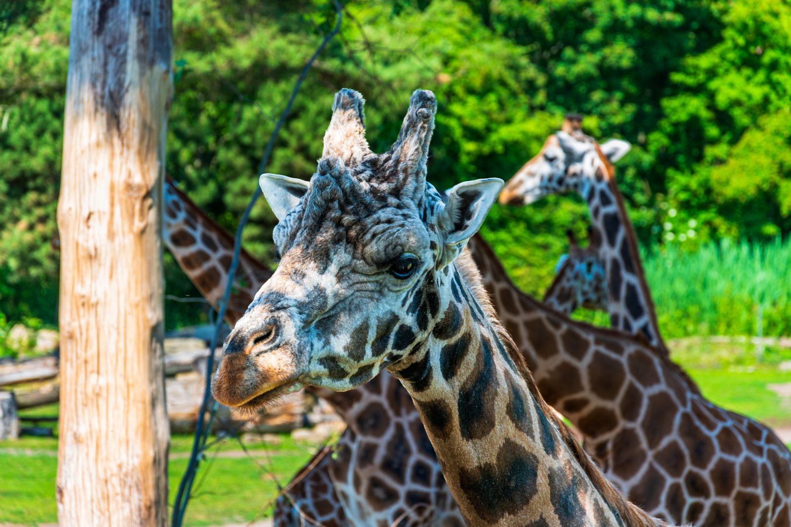 Toronto Zoo Group Bus Day Trip — Wildlife, Education and a Day That Actually Works